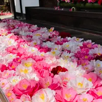 霊鑑寺の写真・動画_image_592811