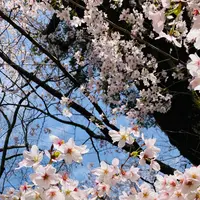 霊鑑寺の写真・動画_image_592813