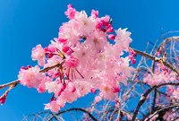 大本山 妙顯寺の写真・動画_image_593175