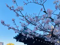 妙覚寺の写真・動画_image_593177