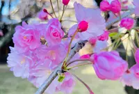 妙覚寺の写真・動画_image_593179