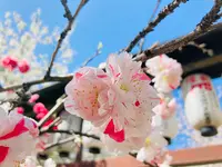 首途八幡宮の写真・動画_image_593190