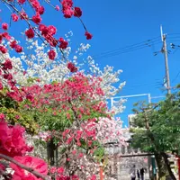 首途八幡宮の写真・動画_image_593192