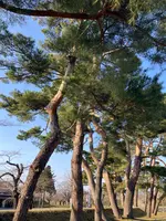 五稜郭公園の写真・動画_image_593846