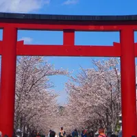 段葛の写真・動画_image_594359