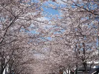 段葛の写真・動画_image_594362