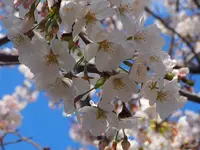 段葛の写真・動画_image_594363