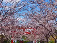 段葛の写真・動画_image_594364
