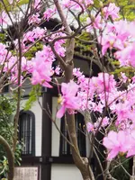 長谷寺の写真・動画_image_594385