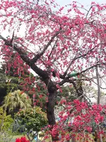 江の島サムエル・コッキング苑の写真・動画_image_594583