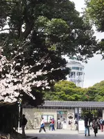 江の島サムエル・コッキング苑の写真・動画_image_594585