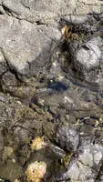 稚児ヶ淵の写真・動画_image_594689