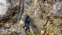 稚児ヶ淵の写真・動画_image_594691