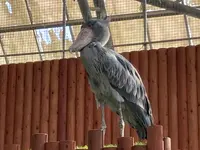 掛川花鳥園の写真・動画_image_594715