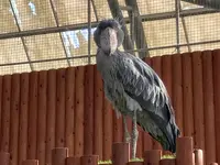 掛川花鳥園の写真・動画_image_594716