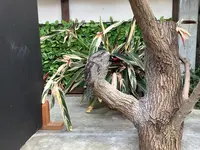 掛川花鳥園の写真・動画_image_594718