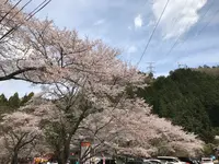 寺尾ヶ原千本桜公園の写真・動画_image_594906