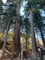 金桜神社の写真・動画_image_596239