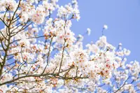 八重垣神社の写真・動画_image_596408