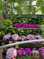 しまね花の郷の写真・動画_image_597722