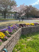 しまね花の郷の写真・動画_image_597723