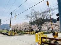柏原川桜堤回廊の写真・動画_image_597899