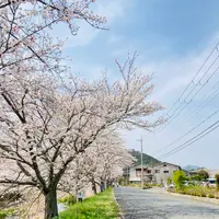 柏原川桜堤回廊の写真・動画_image_597900