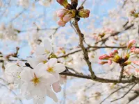 柏原川桜堤回廊の写真・動画_image_597901