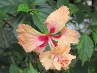 台北植物園の写真・動画_image_599843