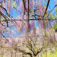 白毫寺の写真・動画_image_600012