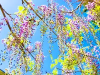 白毫寺の写真・動画_image_600302