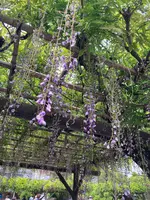 亀戸天神社の写真・動画_image_601192