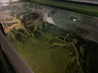 魚津埋没林博物館の写真・動画_image_601680