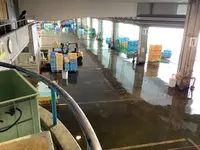 氷見 魚市場食堂 の写真・動画_image_602354