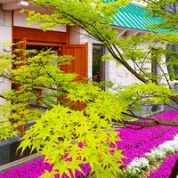 奈良 速成寺（永代供養・芝桜庭園樹木葬・納骨堂・お墓・水子供養）の写真・動画_image_603583