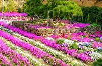 奈良 速成寺（永代供養・芝桜庭園樹木葬・納骨堂・お墓・水子供養）の写真・動画_image_603584