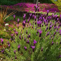 芝桜庭園樹木葬｜永代供養墓の写真・動画_image_603585