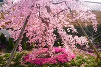 芝桜庭園樹木葬｜永代供養墓の写真・動画_image_603586