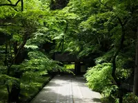香嵐溪の写真・動画_image_605118