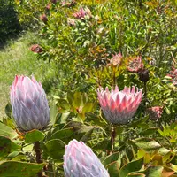 初島公園の写真・動画_image_605410