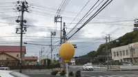 サンレモンの写真・動画_image_606856