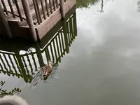 白幡池公園の写真・動画_image_607970