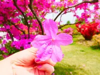 ぐんまフラワーパークの写真・動画_image_608074