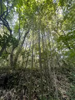 はなれの宿千の森の写真・動画_image_608301