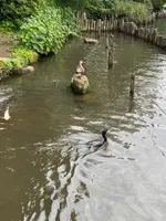 洗足池公園の写真・動画_image_611565