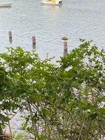 洗足池公園の写真・動画_image_611566
