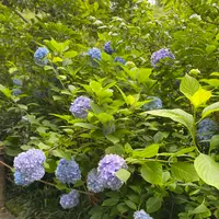 明月院（あじさい寺）の写真・動画_image_614312