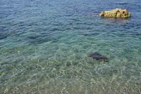 藻浦崎公園の写真・動画_image_616023