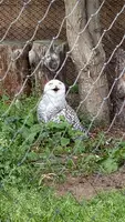 旭川市 旭山動物園の写真・動画_image_616029