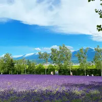 ファーム富田の写真・動画_image_616036